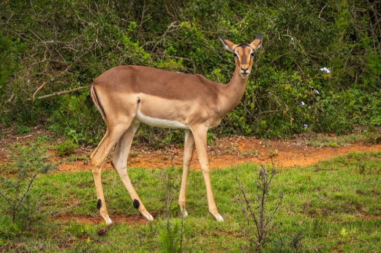 100 Port Elizabeth, Pumba Private Game Reserve, Zuid-Afrika.jpg